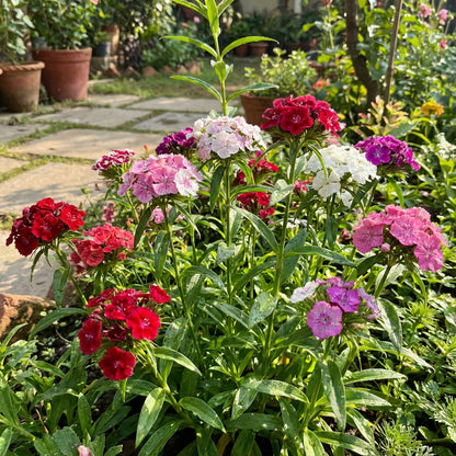 Mixed Barbatus Flower Seeds for Vibrant Planting