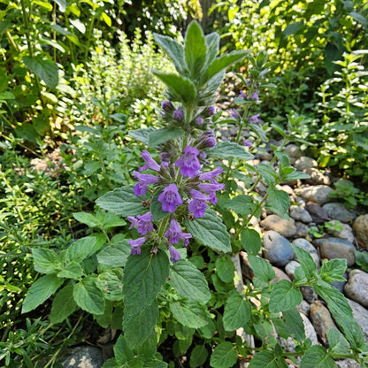 Purple Pulegium Flower Seeds for Planting - Vibrant Annual Blooms
