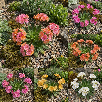 Mixed Lewisia Flower Planting Seeds - Vibrant Perennial Blooms for Beautiful Gardens