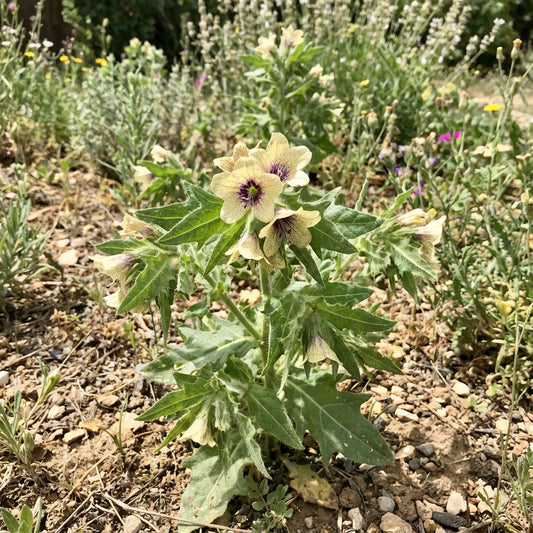 Cream Henbane Seeds for Planting