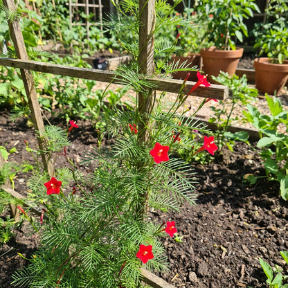 Red Cypress Flower Planting Seeds - Grow Vibrant Flowers for Your Garden