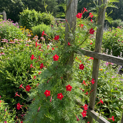 Red Cypress Flower Planting Seeds - Grow Vibrant Flowers for Your Garden