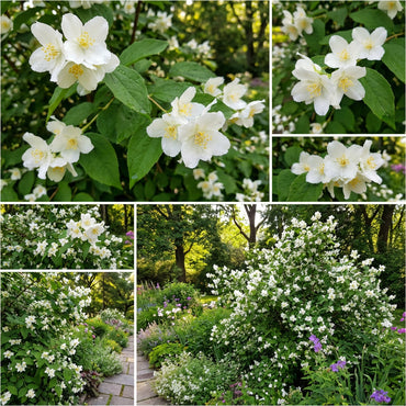 White Philadelphus Coronarius Seeds for Planting - Fragrant Mock Orange Blooms