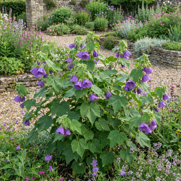 Violet Abutilon Vitifolium Seeds for Planting - Elegant Garden Flowers