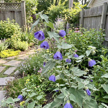 Violet Abutilon Vitifolium Seeds for Planting - Elegant Garden Flowers