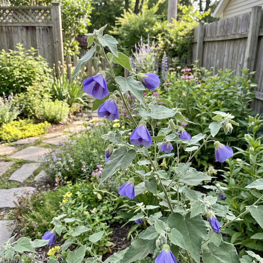 Violet Abutilon Vitifolium Seeds for Planting - Elegant Garden Flowers