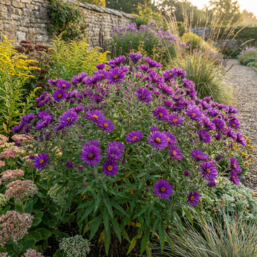 Purple Aster Novae Angliae Seeds for Perennial Planting