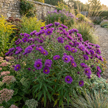 Purple Aster Novae Angliae Seeds for Perennial Planting