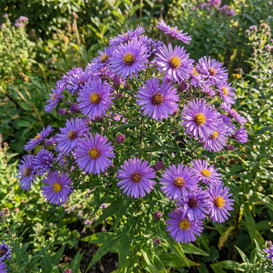 Purple Aster Novae Angliae Seeds for Perennial Planting