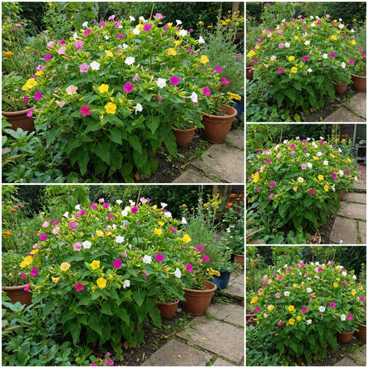 Mixed Mirabilis Jalapa Flower Seeds for Planting  Fragrant Annual Blooms for Your Garden.