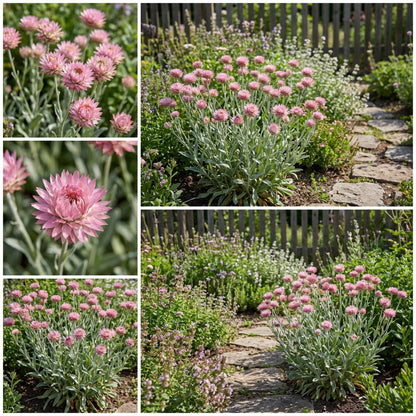 Pink Immortelle Flower Seeds for Planting  Beautiful Everlasting Blooms for Your Garden