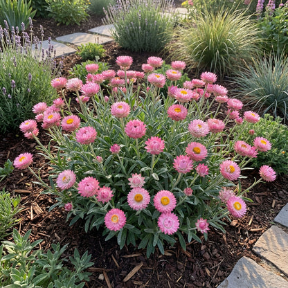 Pink Immortelle Flower Seeds for Planting  Beautiful Everlasting Blooms for Your Garden