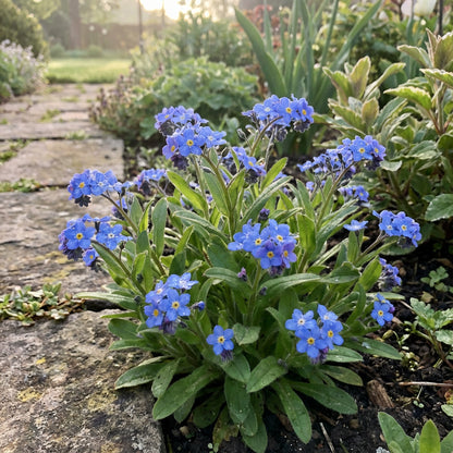 Blue Myosotis Alpestris Seeds for Planting