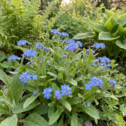 Blue Myosotis Alpestris Seeds for Planting
