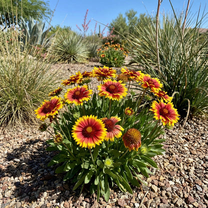 Yellow and Red Arizona Flower Seeds for Planting