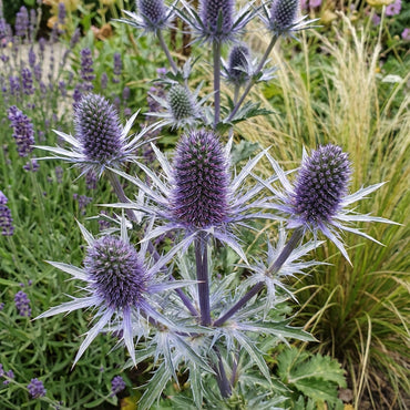 Purple Eryngium Alpinum Superbum Seeds for Planting - Perennial Flower Seeds for Garden Elegance