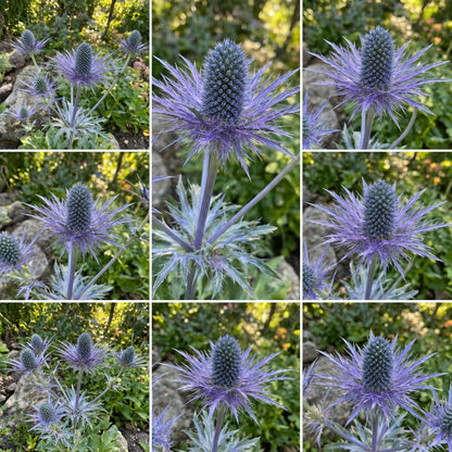 Purple Eryngium Alpinum Superbum Seeds for Planting - Perennial Flower Seeds for Garden Elegance