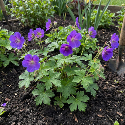 Violet Geranium Flower Planting Seeds for Colorful Gardens