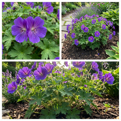 Violet Geranium Flower Planting Seeds for Colorful Gardens