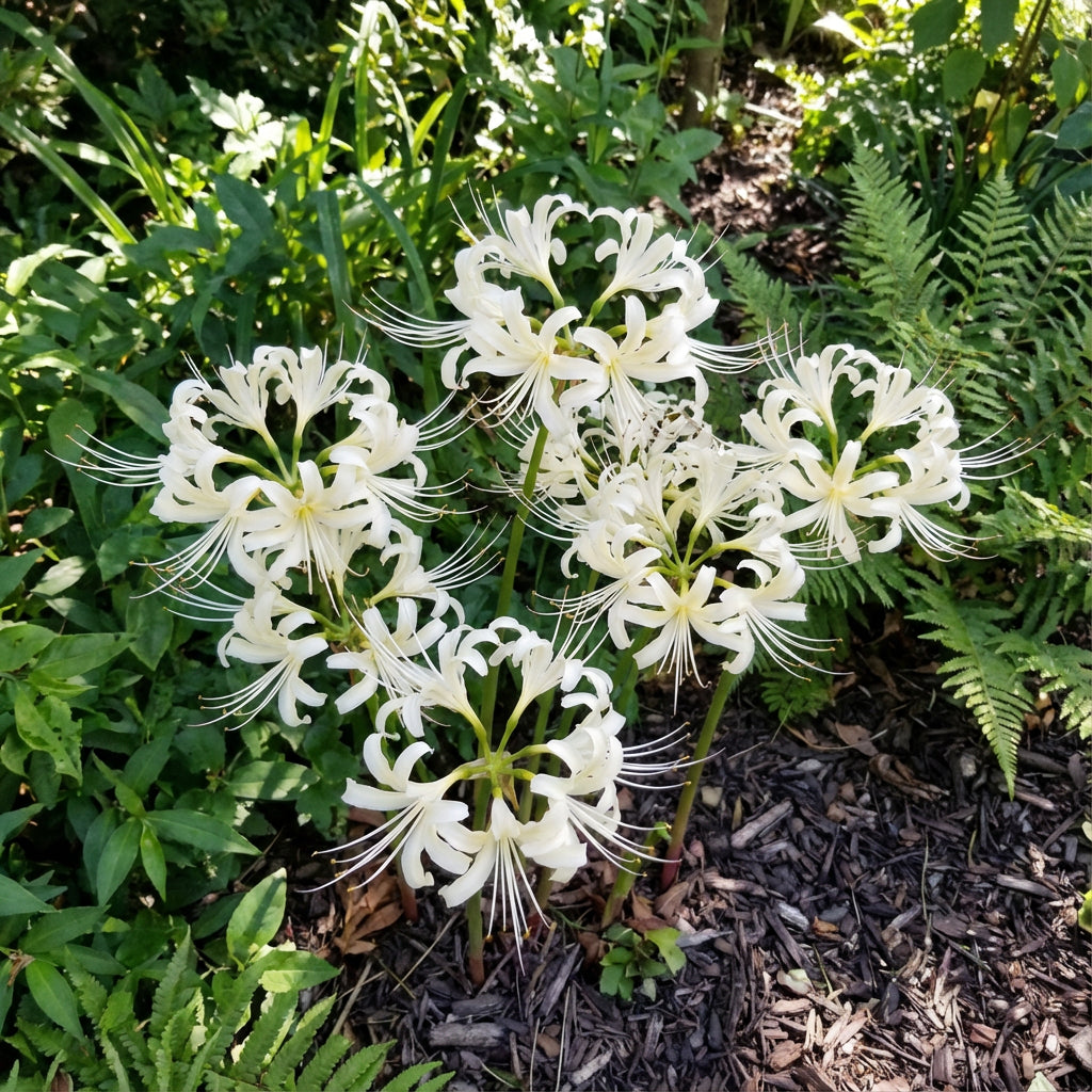 White Lycoris Radiata Flower Seeds - Elegant Planting Seeds for Beautiful Gardens