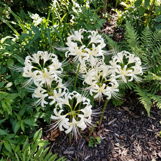 White Lycoris Radiata Flower Seeds - Elegant Planting Seeds for Beautiful Gardens