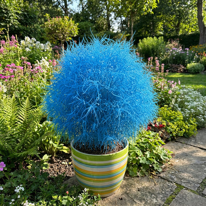 Blue Scoparia Seeds for Planting - Premium Quality Planting Seeds