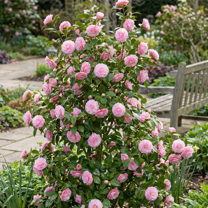 Pink Amellia Flower Planting Seeds - Vibrant Pink Blooms for Your Garden