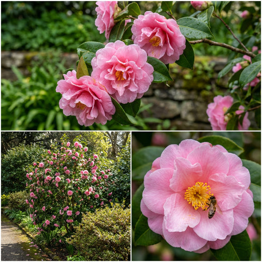 Pink Amellia Flower Planting Seeds - Vibrant Pink Blooms for Your Garden