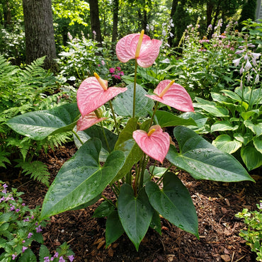 Pink Andraeanu Flower Seeds for Planting  Vibrant Blooms for Your Garden