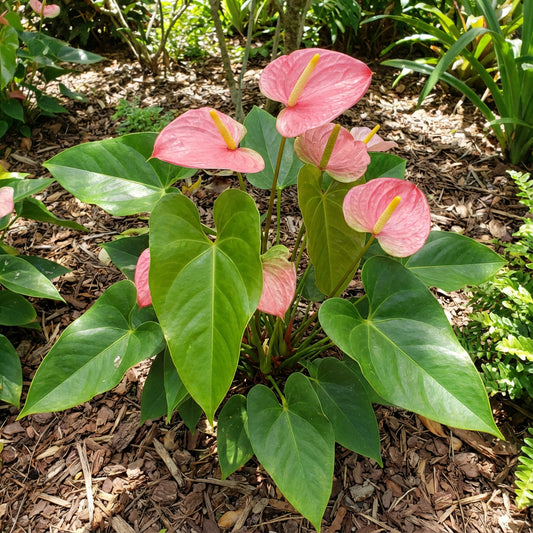 Pink Andraeanu Flower Seeds for Planting  Vibrant Blooms for Your Garden