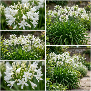 White Agapanthus Flower Seeds for Planting - Stunning Perennial Blooms