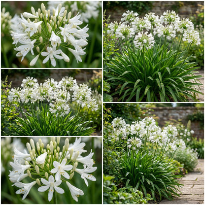 White Agapanthus Flower Seeds for Planting - Stunning Perennial Blooms