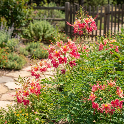 Pink Caesalpinia Pulcherrima Flower Planting Seeds | Vibrant Tropical Blooms for Your Garden