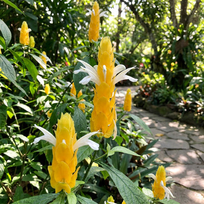 White Yellow Pachystachys for Stunning Landscapes - Seed for Easy Planting