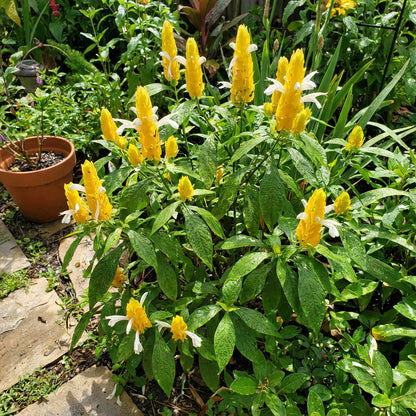White Yellow Pachystachys for Stunning Landscapes - Seed for Easy Planting