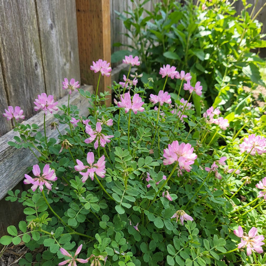 Pink Astragalus Sinicus Flower Seeds for Planting | Beautiful Annual Blooms | Easy to Grow Garden Seeds