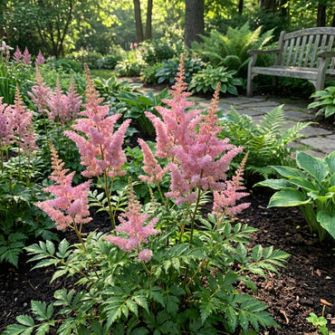 Pink Astilbe Flower Planting Seeds for Lush Garden Blooms