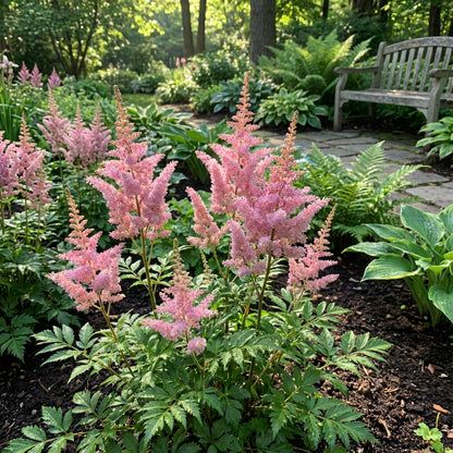 Pink Astilbe Flower Planting Seeds for Lush Garden Blooms