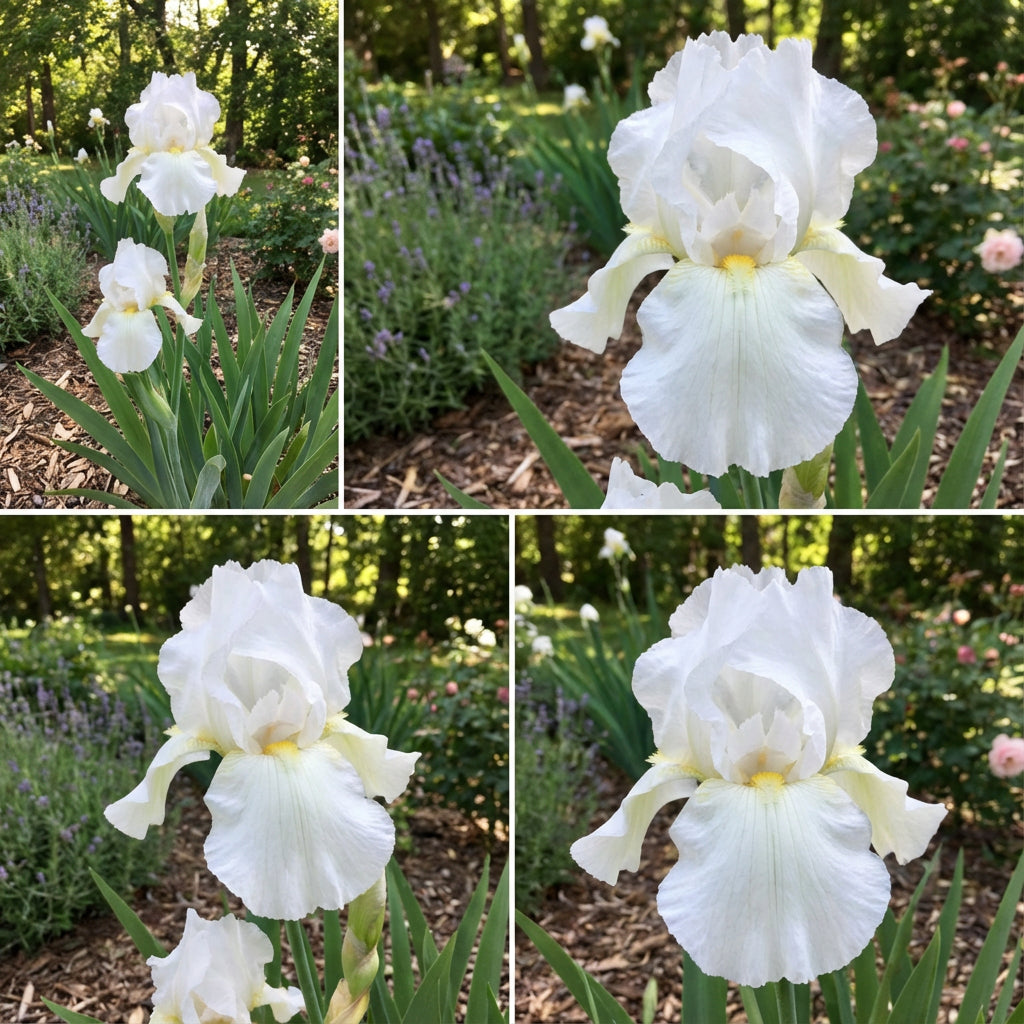 White Germanica Flower Seeds for Planting - Elegant Blooms for Your Garden