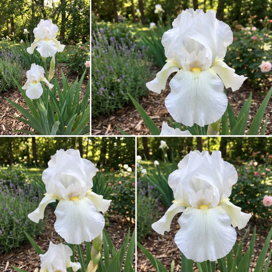 White Germanica Flower Seeds for Planting - Elegant Blooms for Your Garden