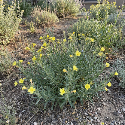 Oenothera Suffrutescens Flower Seeds  Evening Primrose Planting Seeds for Vibrant Garden Blooms