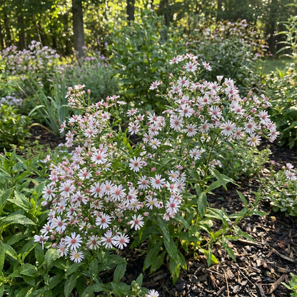 Pink White Lateriflorus Flower Seeds for Beautiful Garden Planting