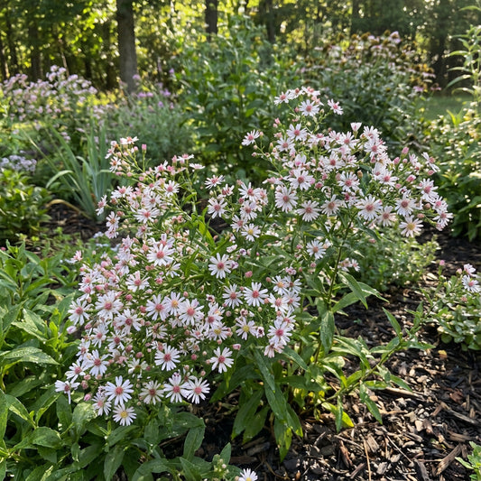 Pink White Lateriflorus Flower Seeds for Beautiful Garden Planting