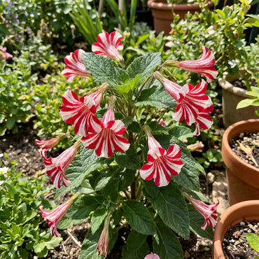 Red White Candy Cane Flower Seeds for Planting  Vibrant Annual Blooms