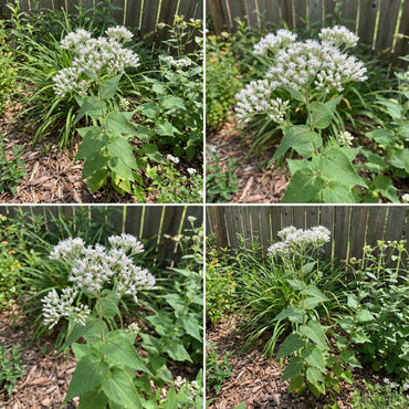 White Eupatorium Perfoliatum Planting Seeds