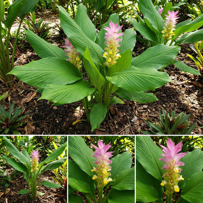 Curcuma Longa Seeds for Planting - Mixed Varieties