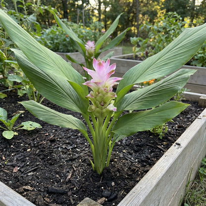 Curcuma Longa Seeds for Planting - Mixed Varieties