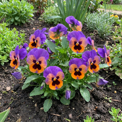 Purple Orange Pansy Seeds for Vibrant Planting
