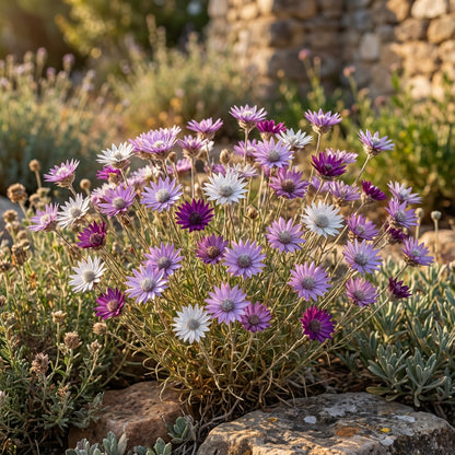 Lavender Xeranthemum Seeds for Planting - Annual Flower Seeds for Vibrant Blooms