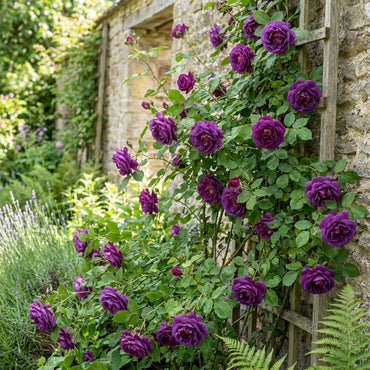 Purple Climbing Roses Flower Planting Seeds - Elegant Garden Seeds for Stunning Blooms